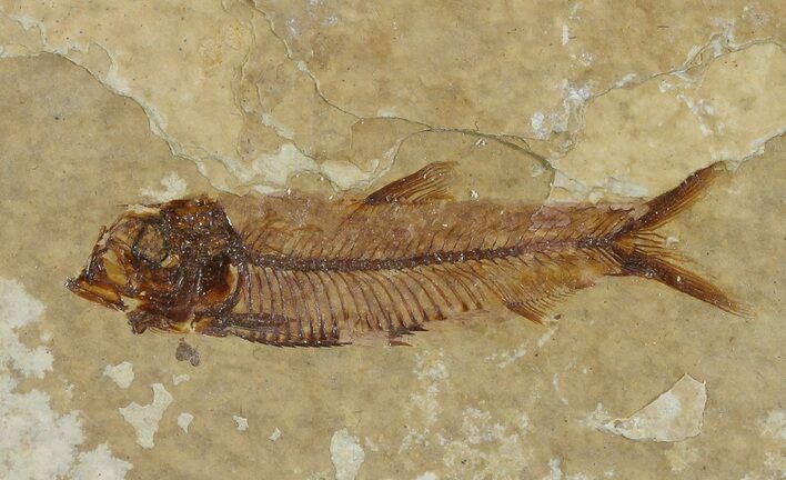 Knightia Fossil Fish - Wyoming #67363
